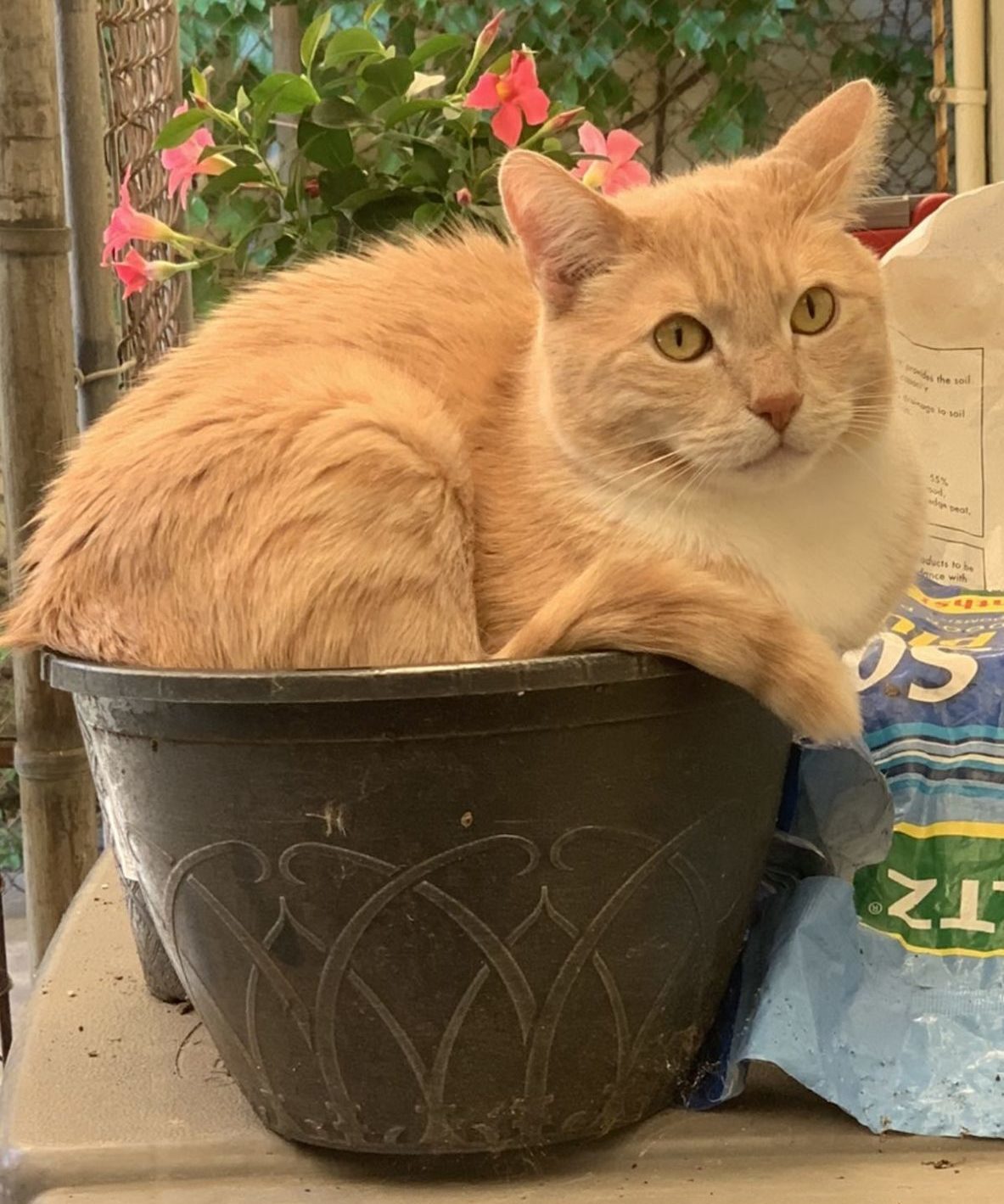 Gus Who Thinks Hes Small 2